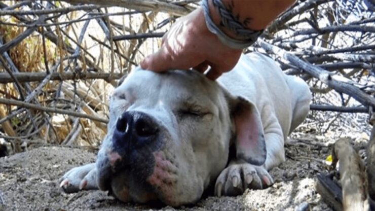 Cane randagio salvato dai soccorritori