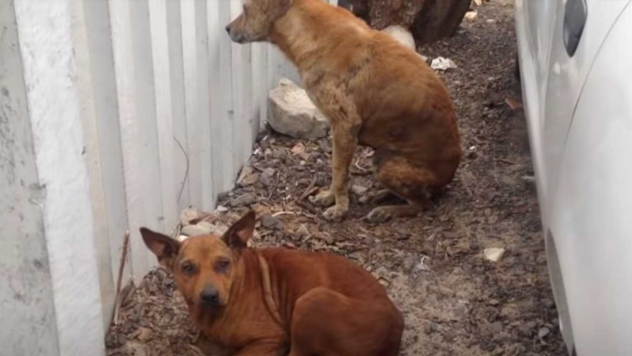 Cane randagio non abbandona la sua compagna