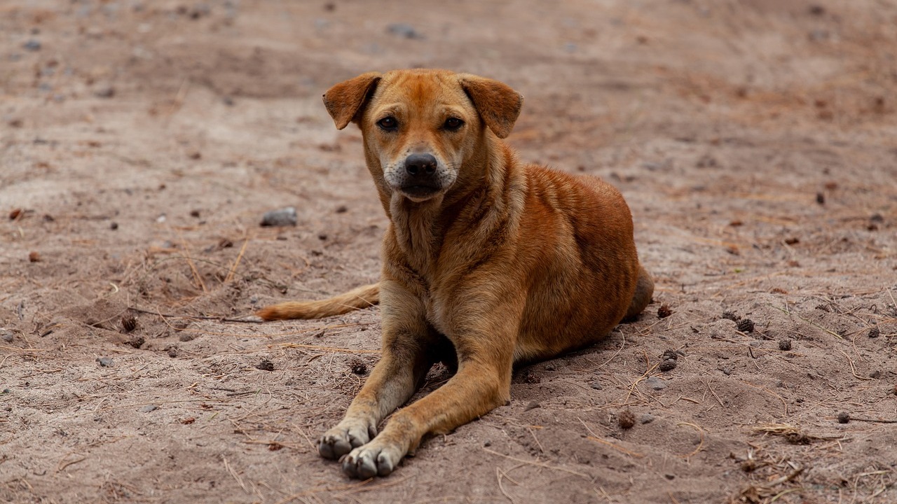 Cane randagio salva una donna