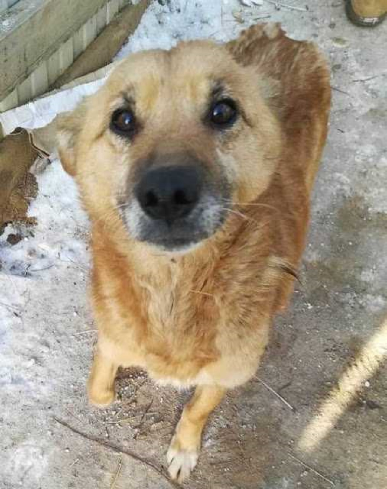 Cane randagio porta il cibo al suo padrone