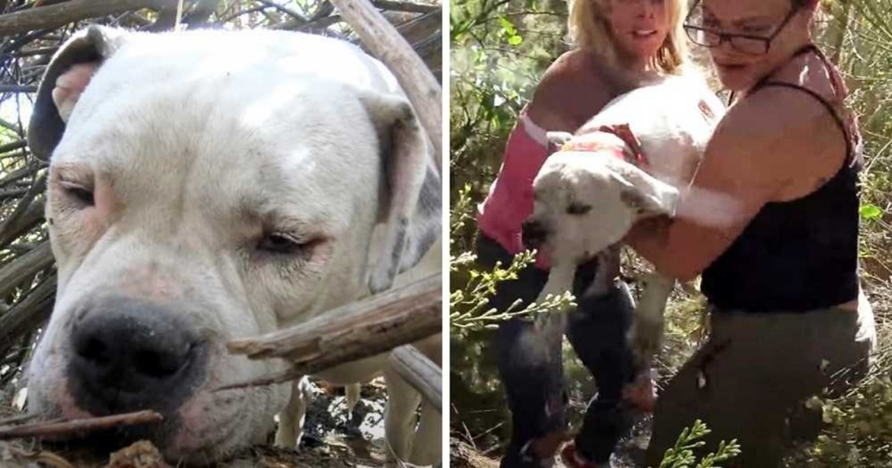 Cane randagio salvato dai soccorritori