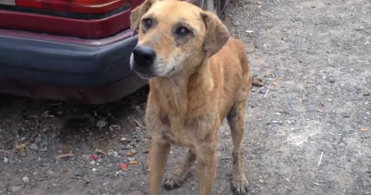 Cane randagio non abbandona la sua compagna