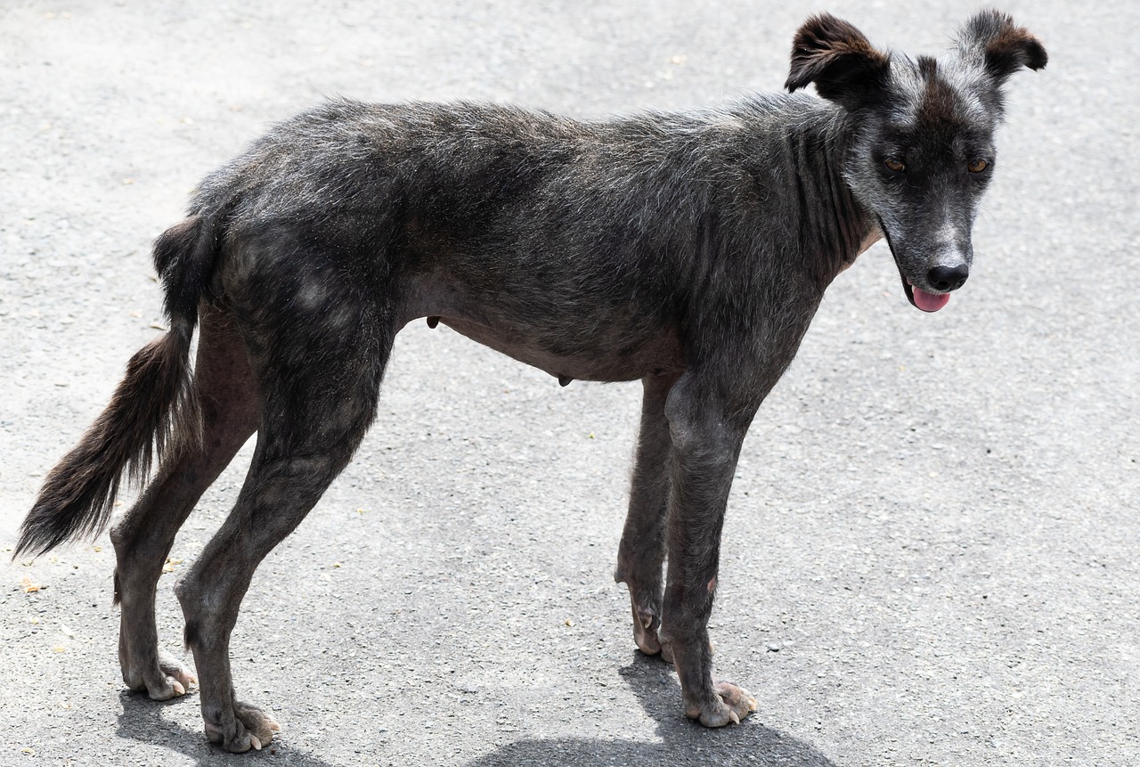 Cane randagio salva una donna