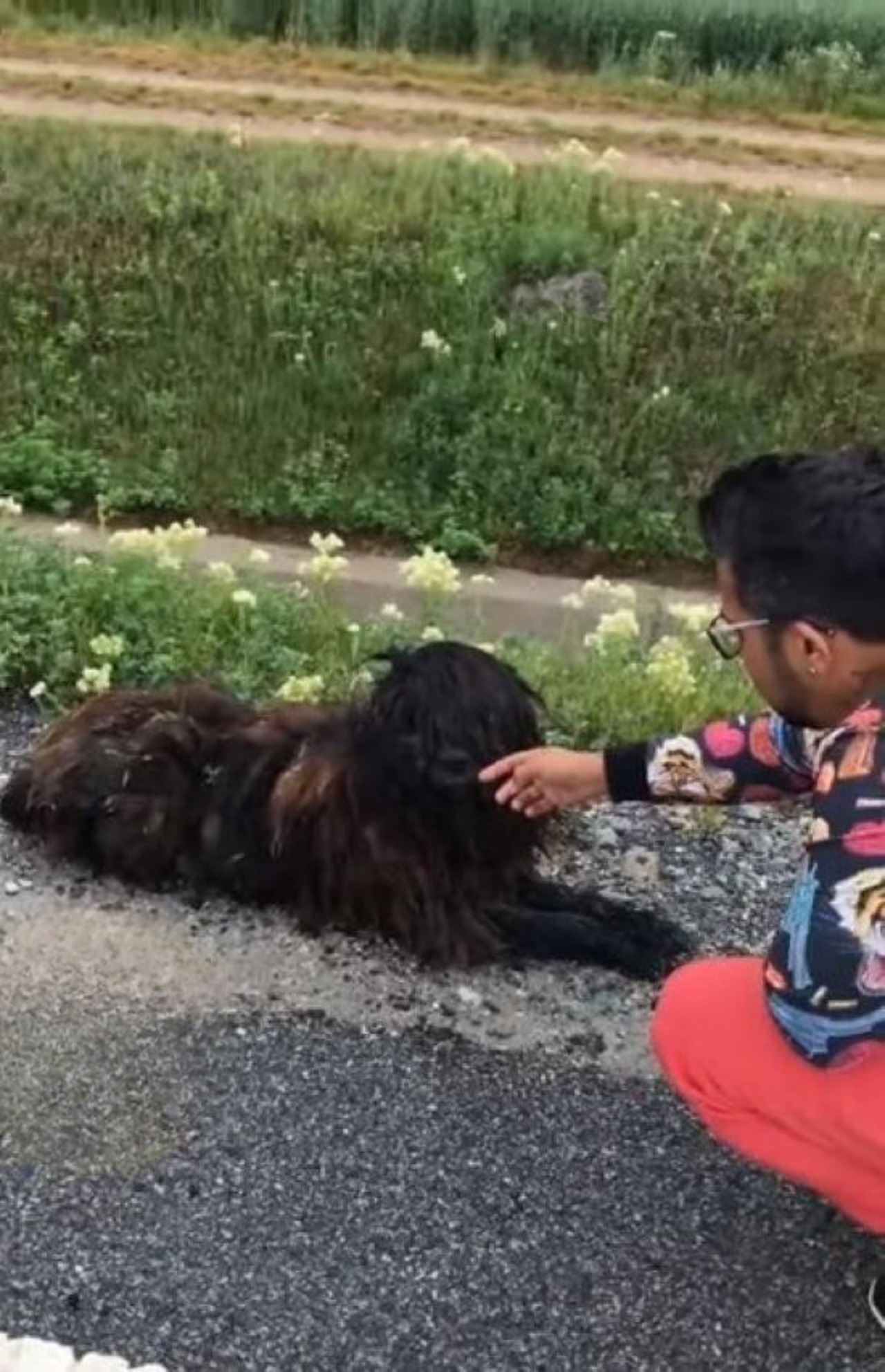 Cane randagio recuperato dalla strada