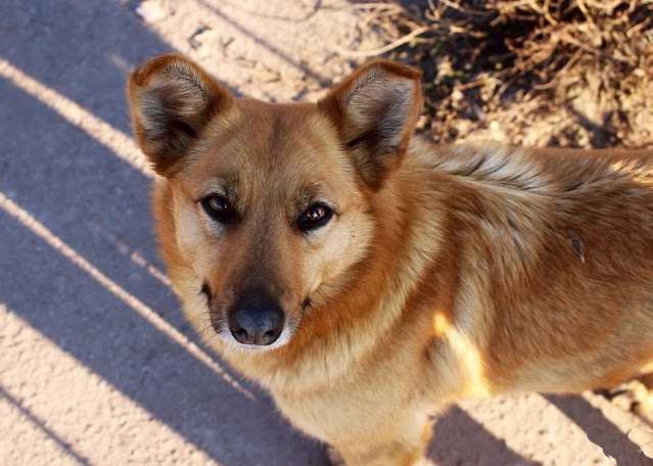 Cane randagio porta il cibo al suo padrone