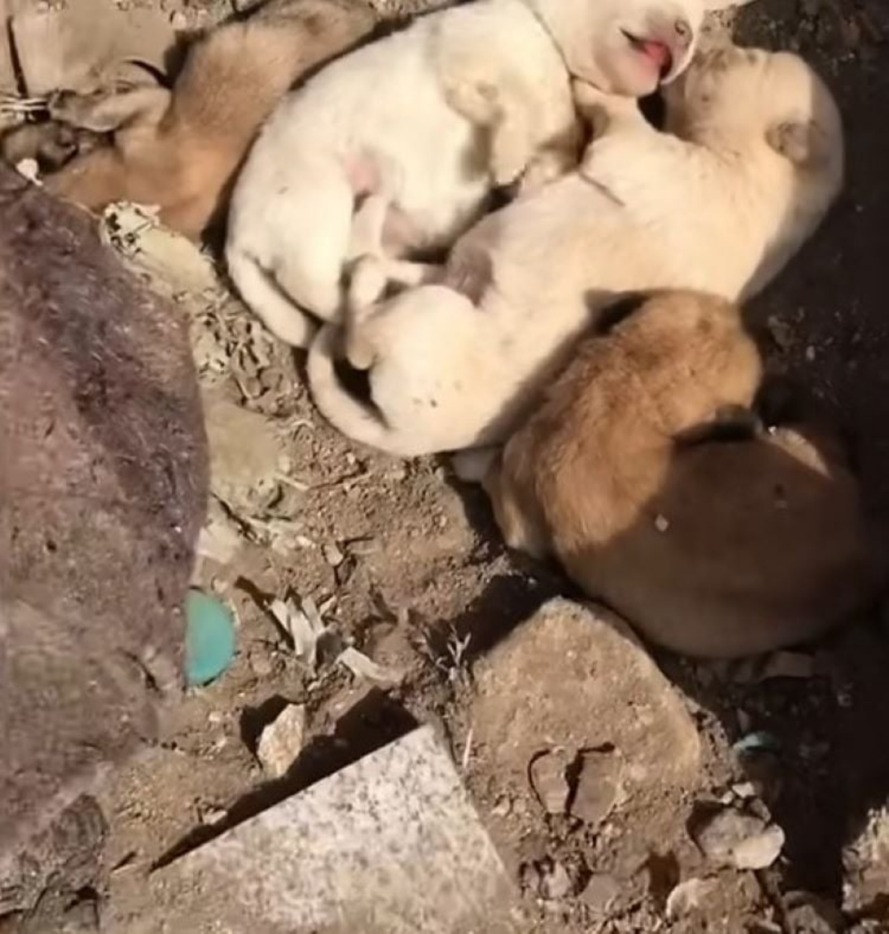 Cane sul tetto insieme ai suoi cuccioli