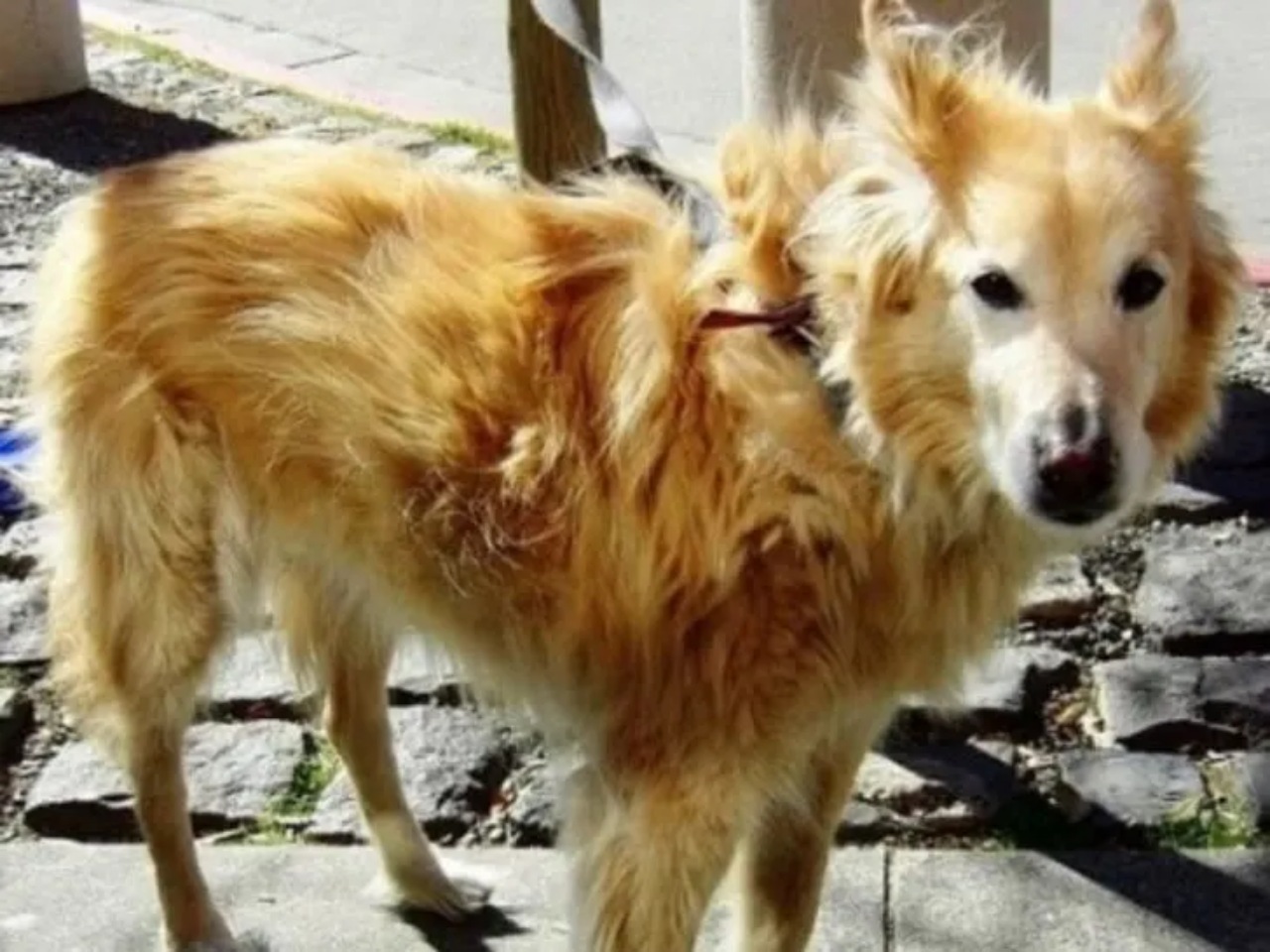 Cane dal DNA magnifico