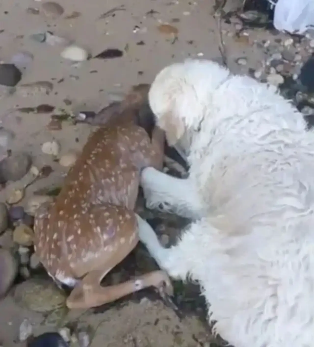 Cane salva un cerbiatto