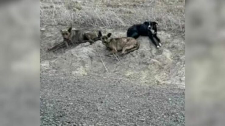 Cani trovati nascosti in un tubo