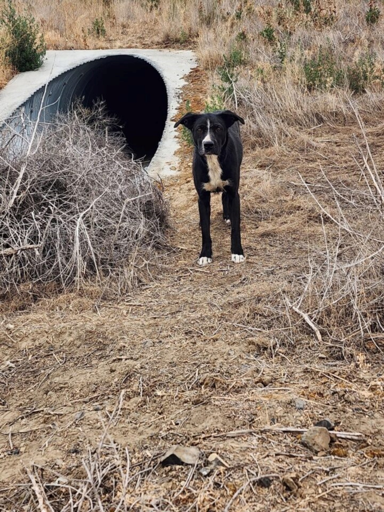 Cani trovati nascosti in un tubo