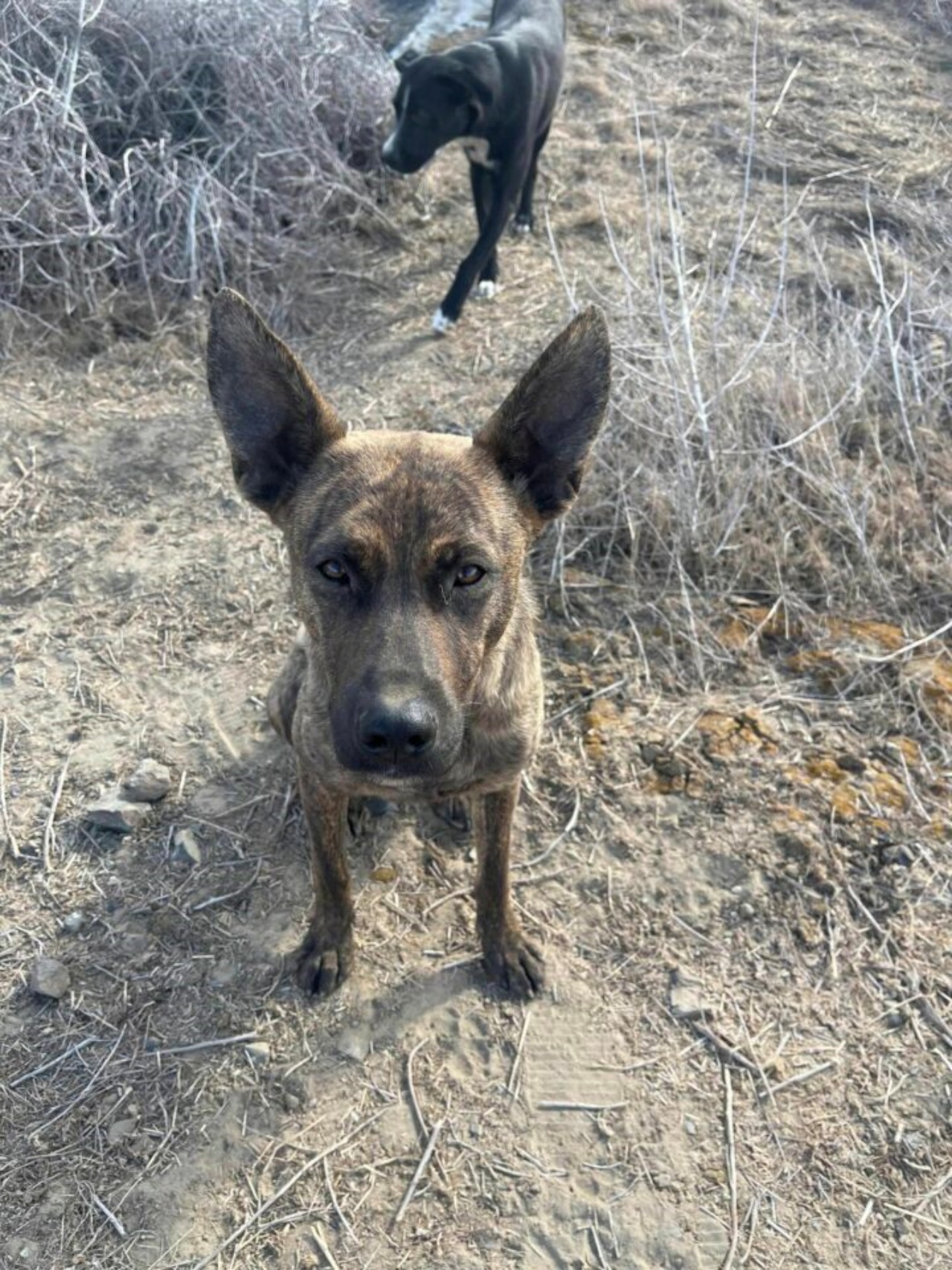 Cani trovati nascosti in un tubo