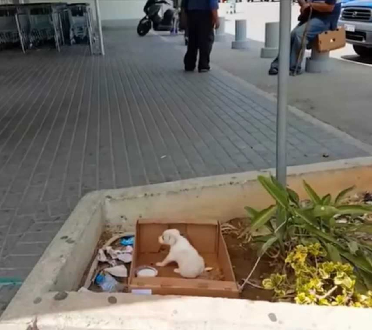 Cucciola abbandonata fuori da un supermercato