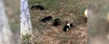 Cuccioli abbandonati per strada