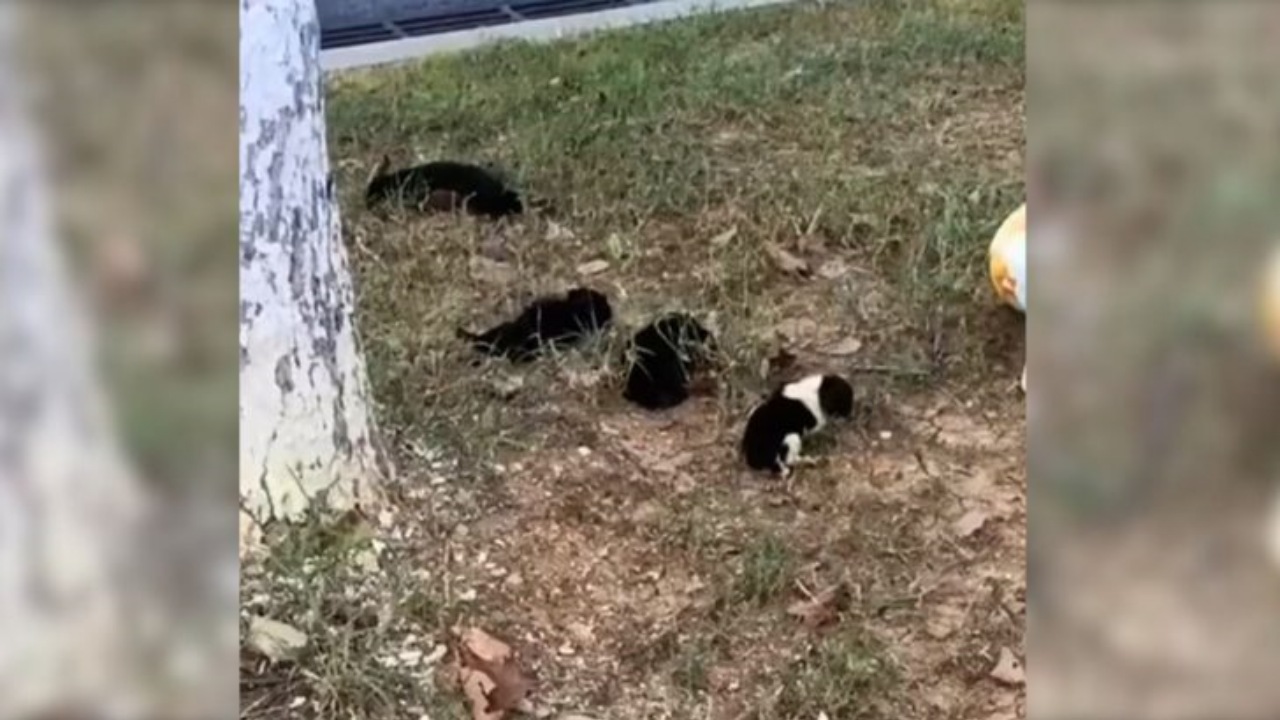 Cuccioli abbandonati per strada