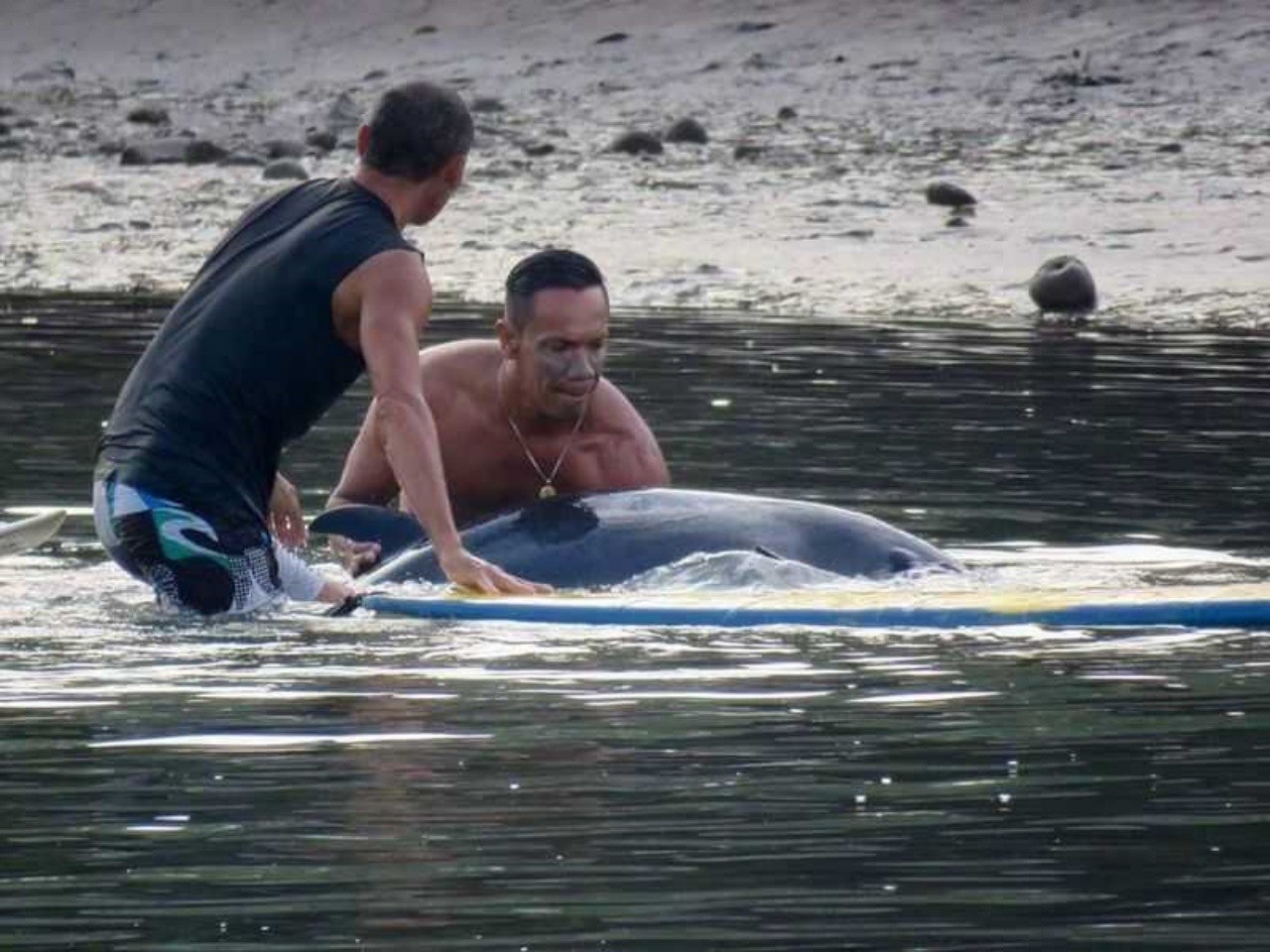 Cucciolo di balena salvato dai surfisti