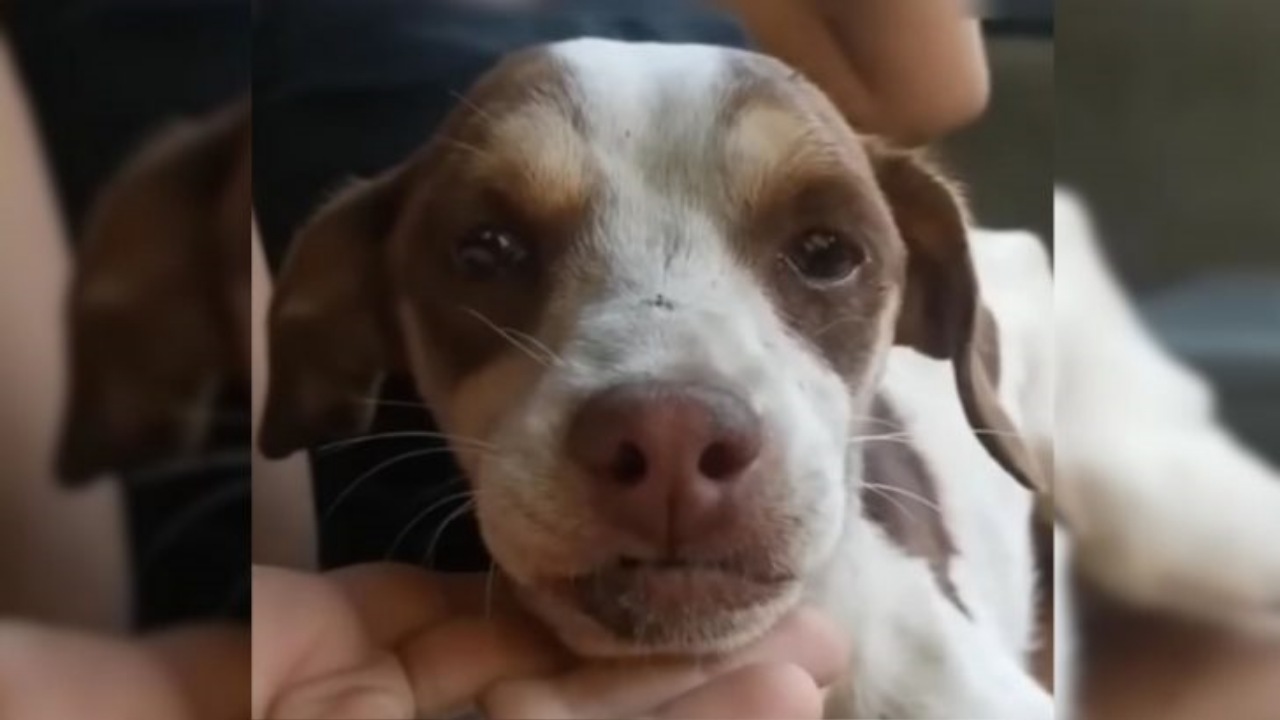 Cucciolo piange e aspetta il padrone