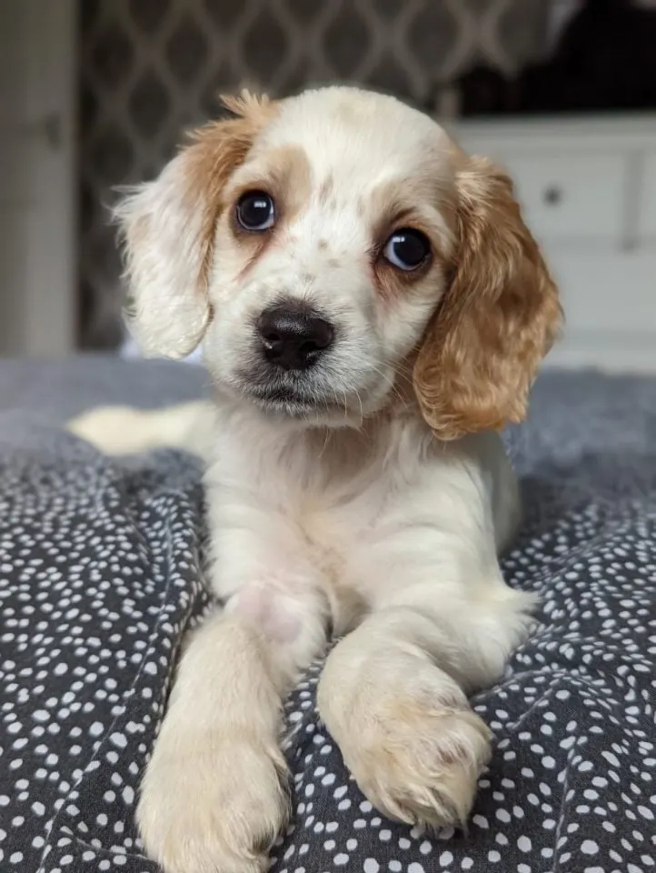 Cucciolo abbandonato nella spazzatura