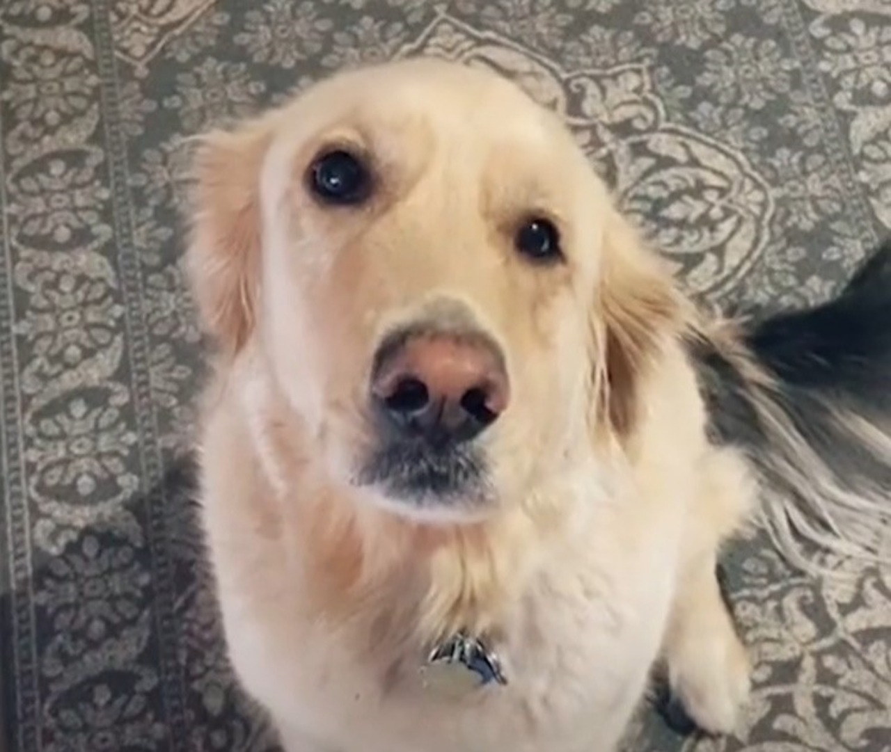 Golden Retriever con una condizione genetica