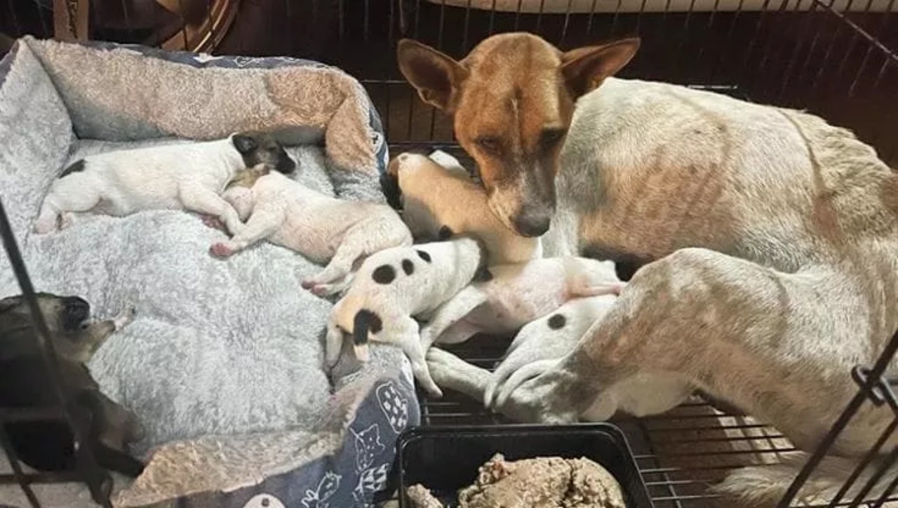 Mamma cagnolina e i suoi cuccioli