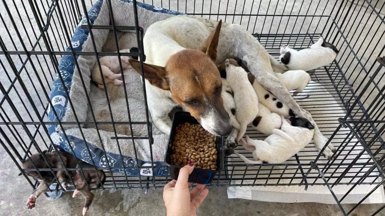 Mamma cagnolina e i suoi cuccioli