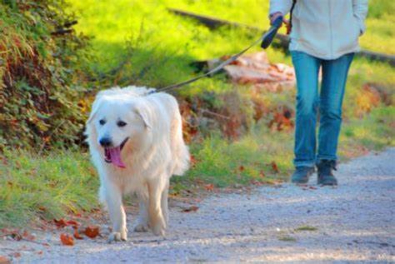 Passeggiata con il cane: perché è importante?