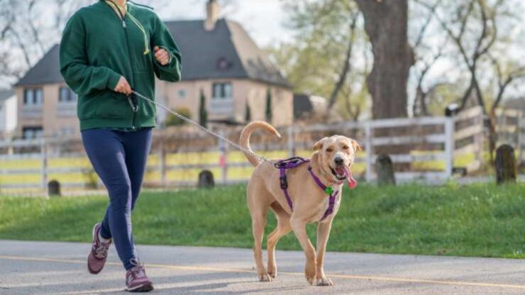 Passeggiata con il cane: perché è importante?