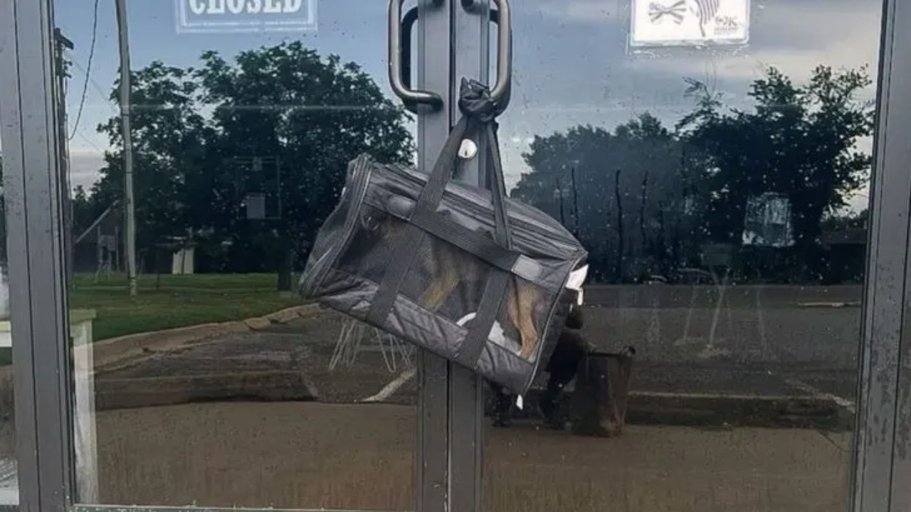 Una borsa appesa alla porta: dentro un cane abbandonato