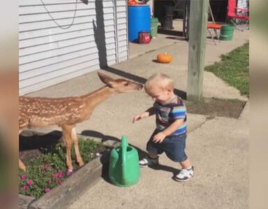 Bambino gioca con il cervo