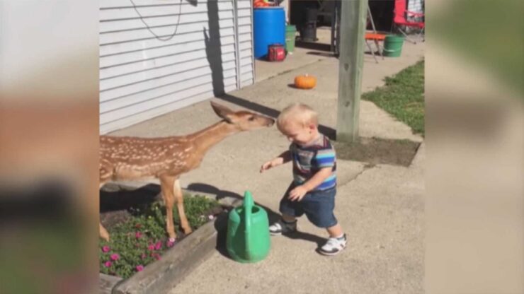 Bambino gioca con il cervo