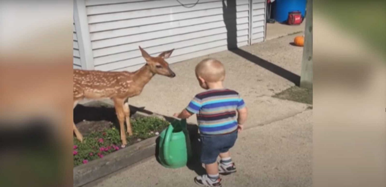 Bambino gioca con il cervo