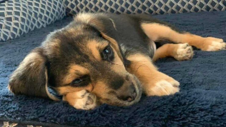 Cagnolina aggredita da un gruppo di ragazzi