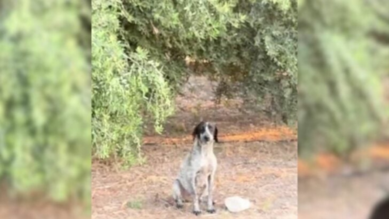 Cagnolina incinta rischiava la soppressione