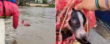 Cagnolino intrappolato in una rete