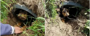 Cagnolino con una zampa rotta