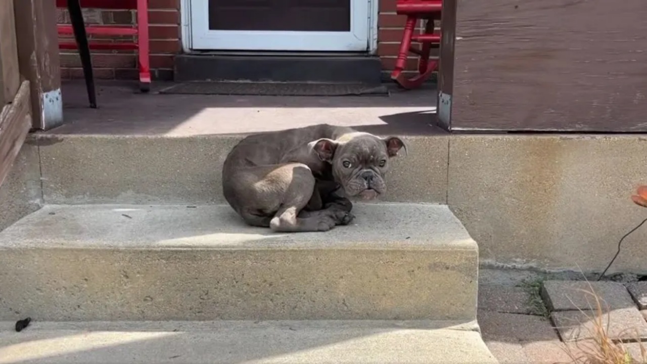 Cagnolino randagio trova una nuova famiglia