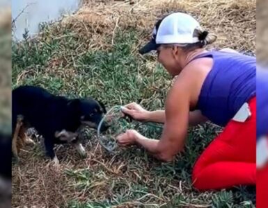 Cagnolino spaventato salvato dai soccorritori