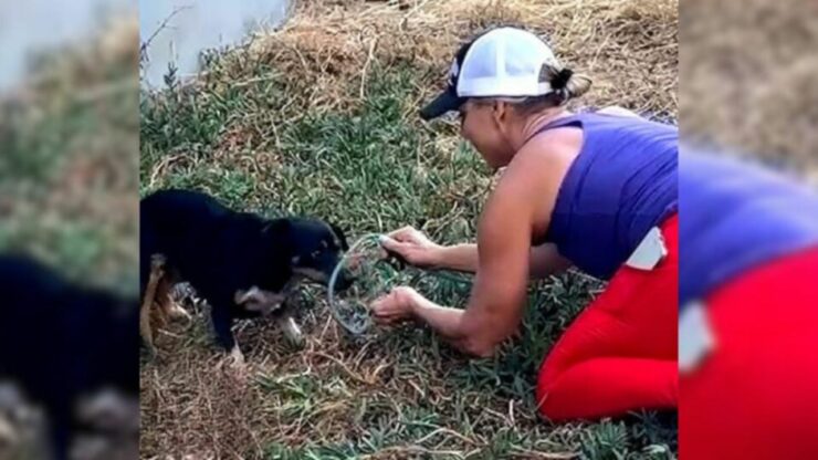 Cagnolino spaventato salvato dai soccorritori