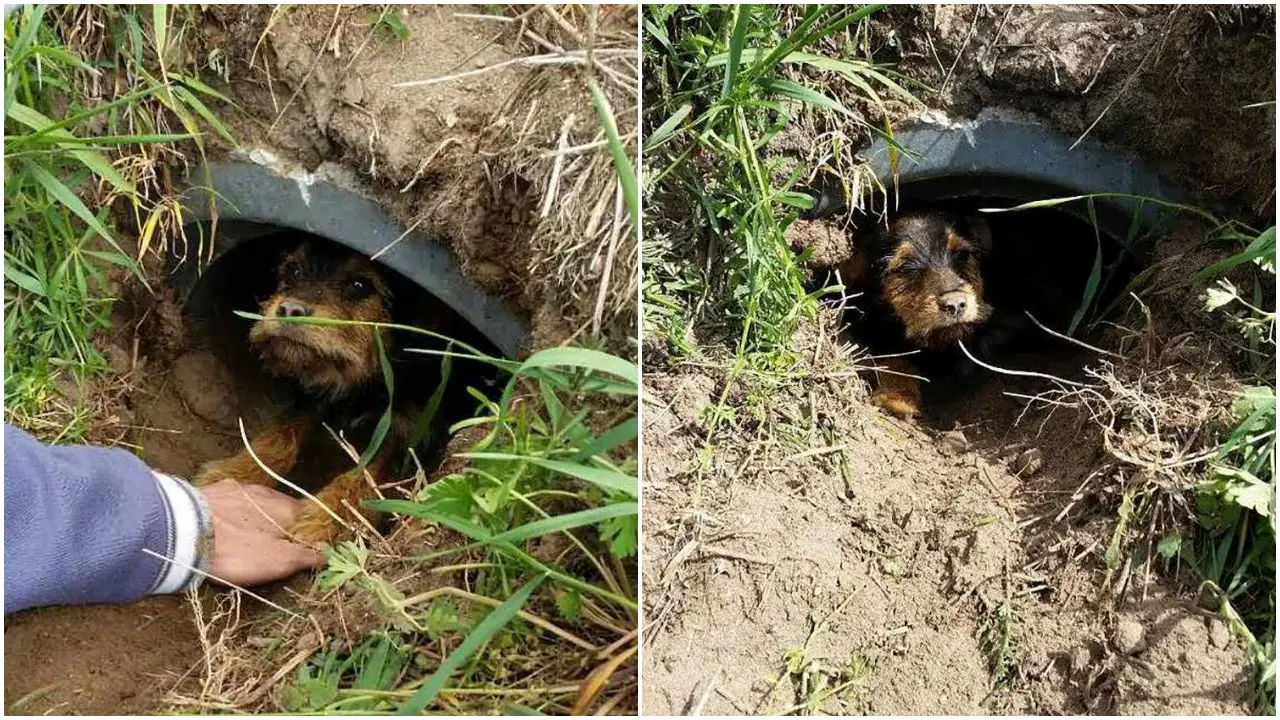 Cagnolino con una zampa rotta