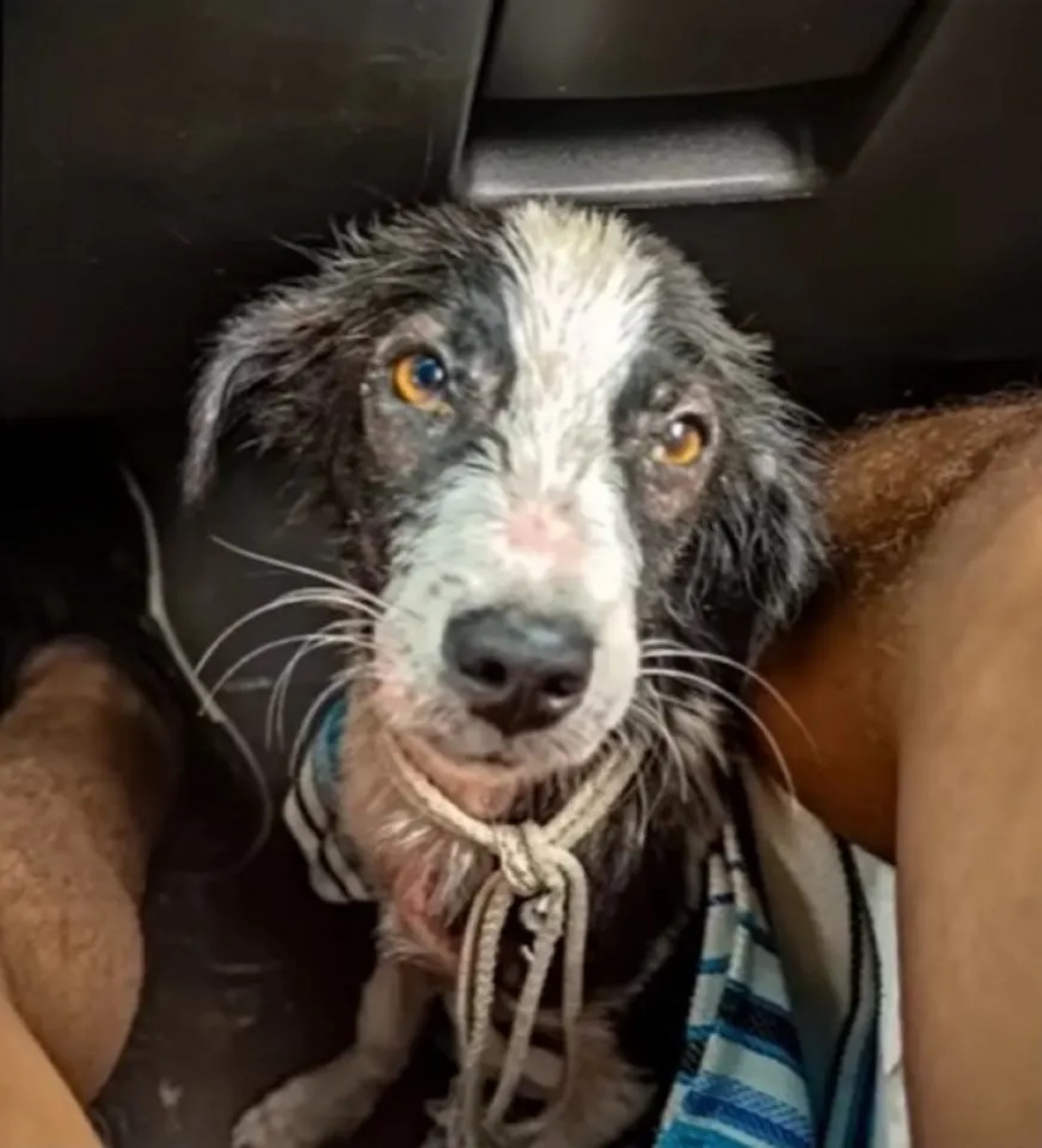 Cagnolino intrappolato in una rete