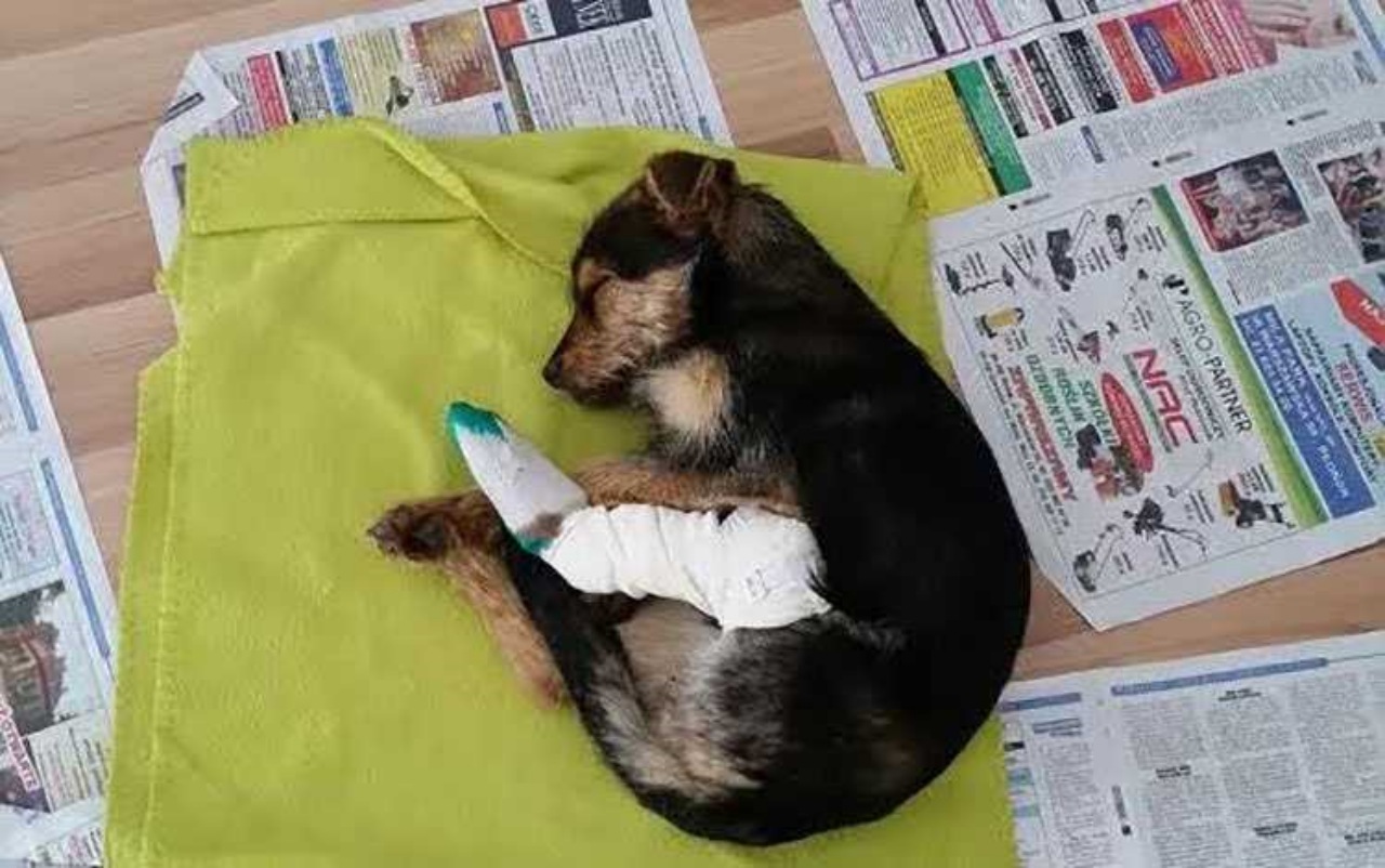 Cagnolino con una zampa rotta