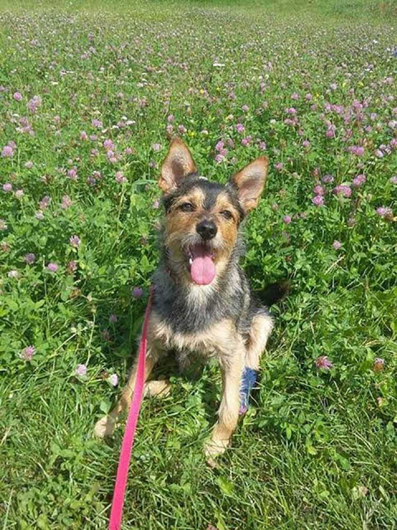 Cagnolino con una zampa rotta