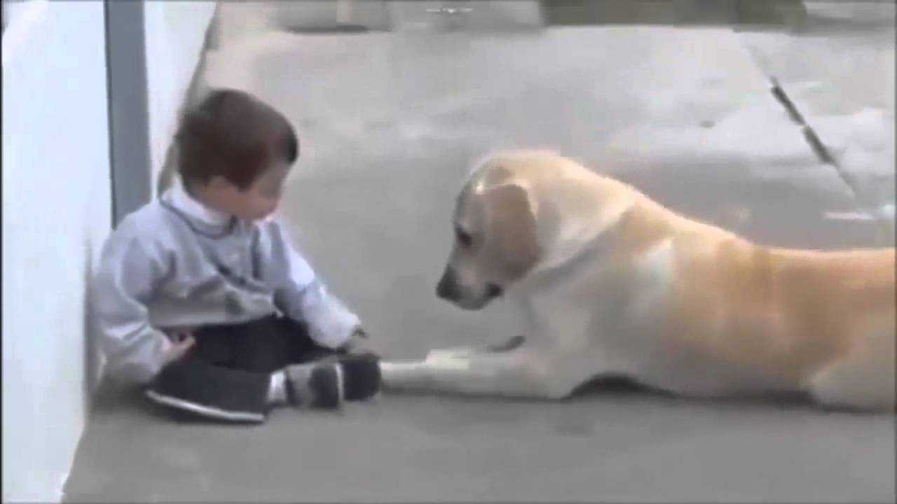 Cane si avvicina ad un bambino down