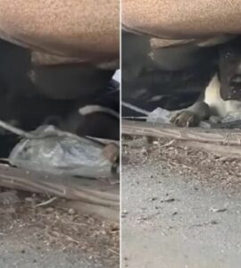 Cane trovato sotto un'auto