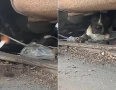 Cane trovato sotto un'auto