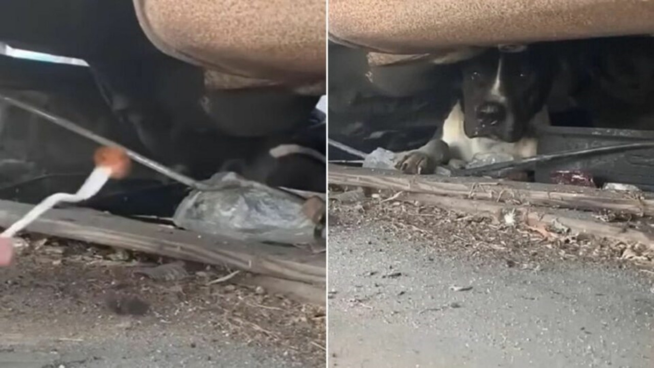 Cane trovato sotto un'auto