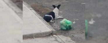 Cane abbandonato con i suoi giocattoli