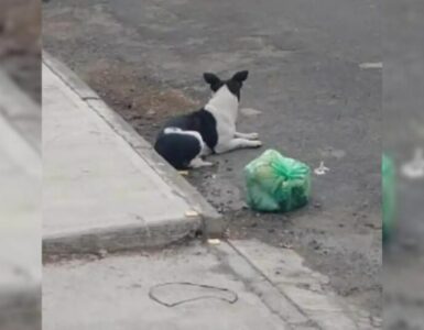 Cane abbandonato con i suoi giocattoli