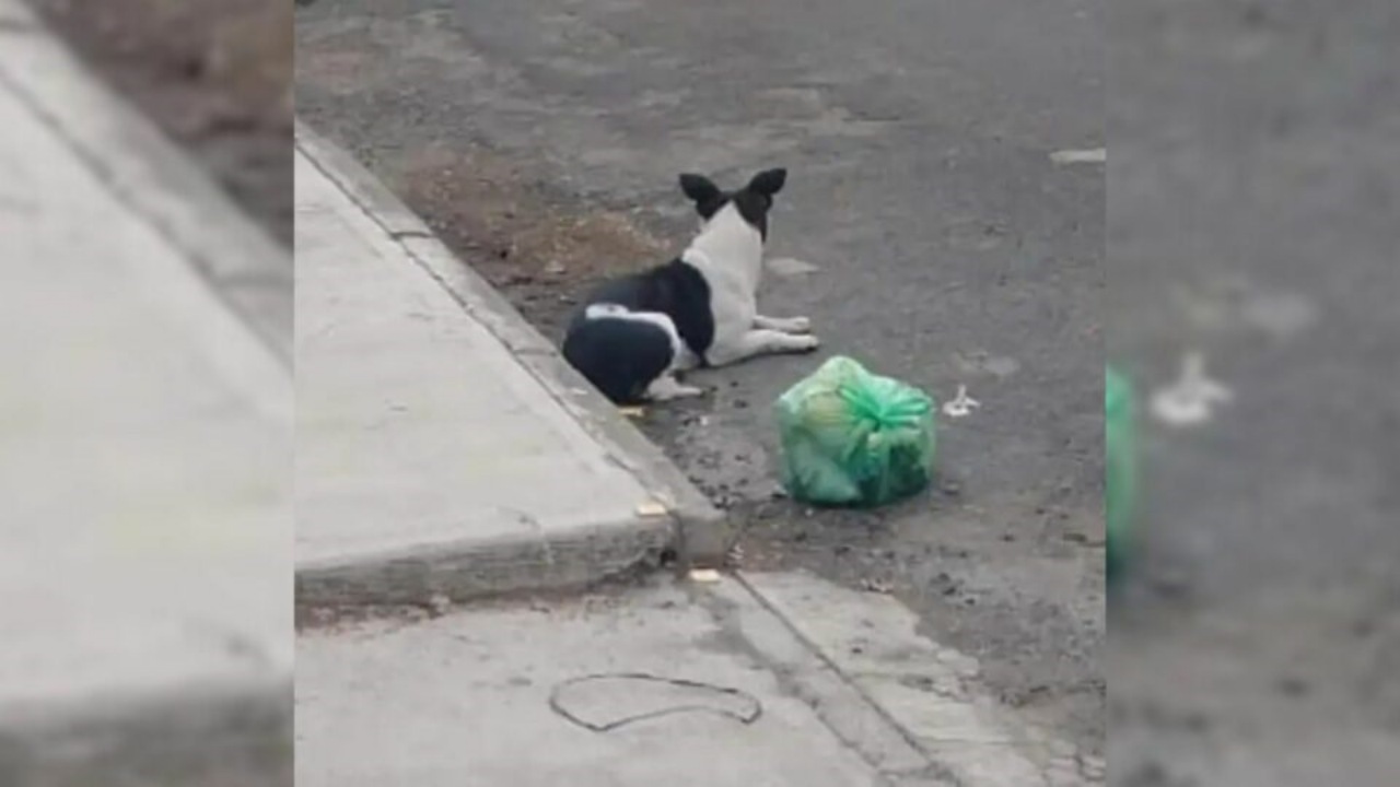 Cane abbandonato con i suoi giocattoli