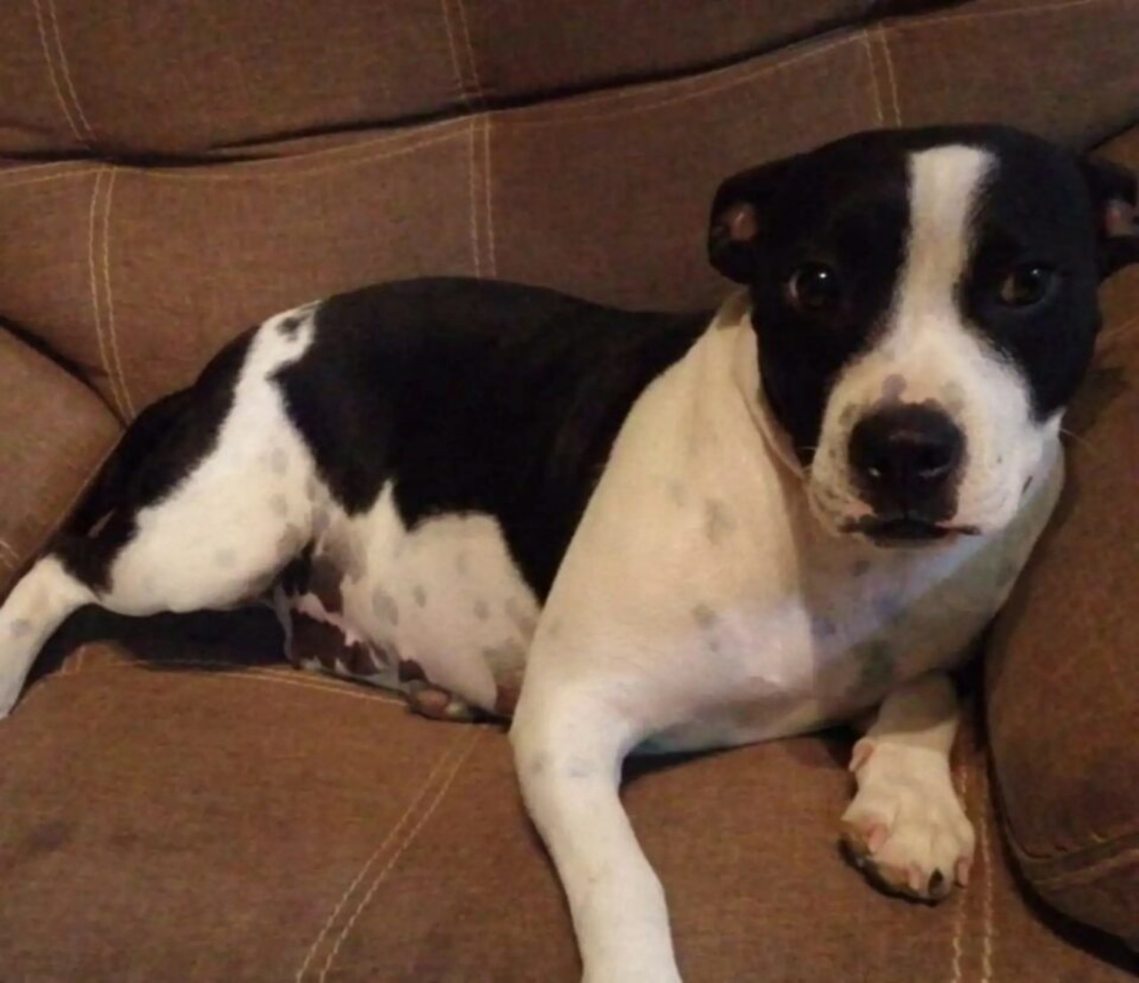 Cane abbandonato con i suoi giocattoli