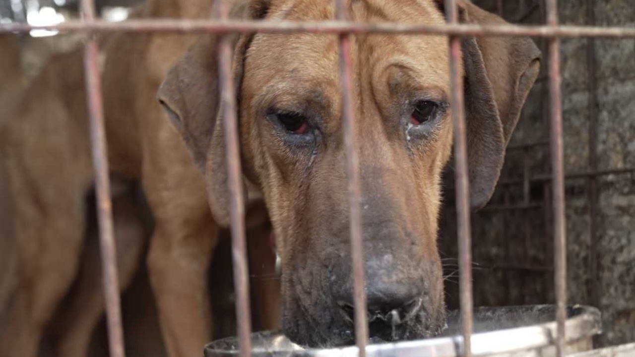 Cane da salvare da un allevamento da carne